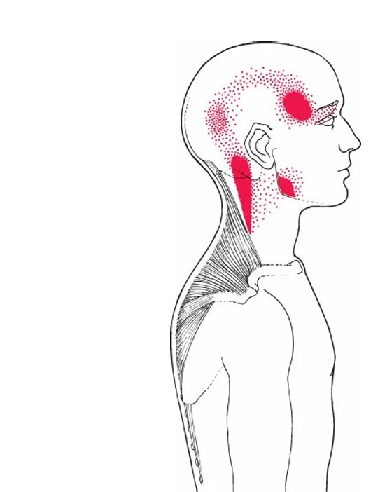 A side view of a person's head
AI-generated content may be incorrect.