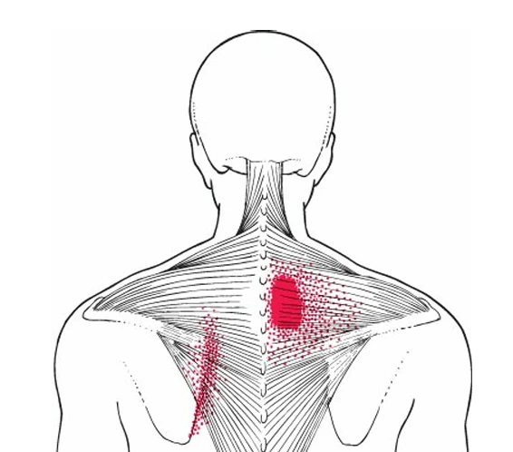 A back view of a person's back
AI-generated content may be incorrect.