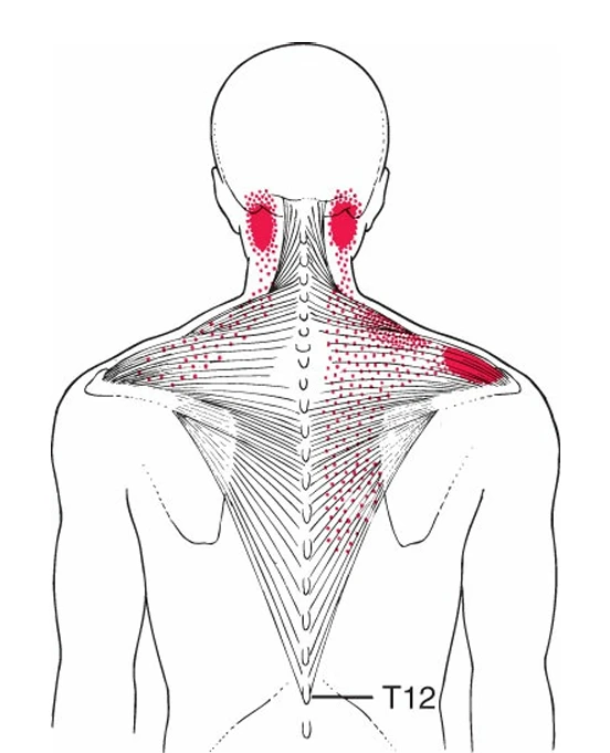 A back view of a person's back
AI-generated content may be incorrect.