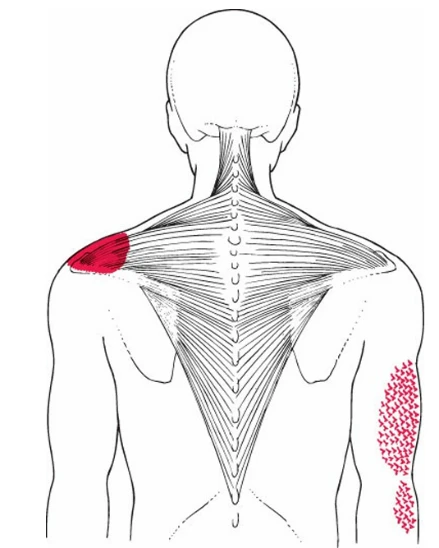 A back view of a person's back
AI-generated content may be incorrect.