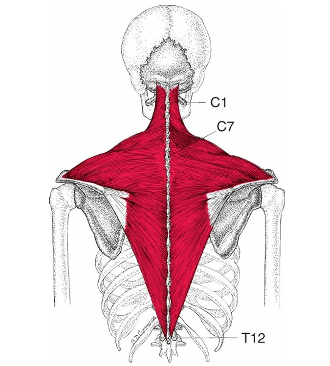 A diagram of the back of a human skeleton
AI-generated content may be incorrect.