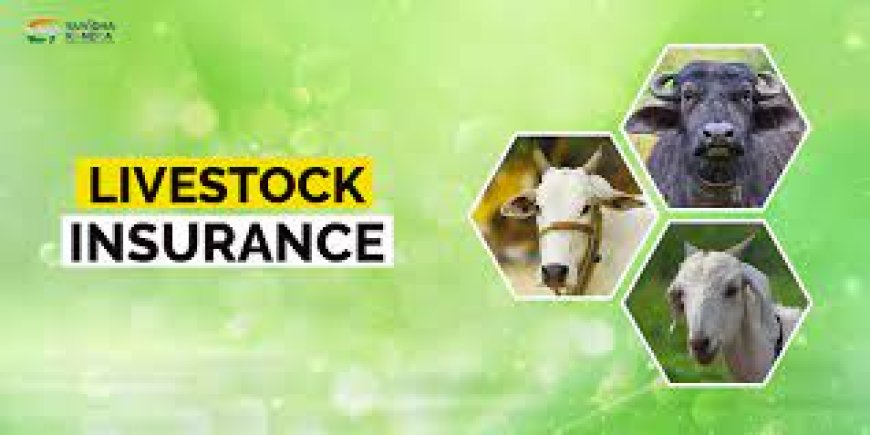 "Protecting Your Livelihood: Unveiling the Game-Changer - Livestock Insurance in Pakistan"