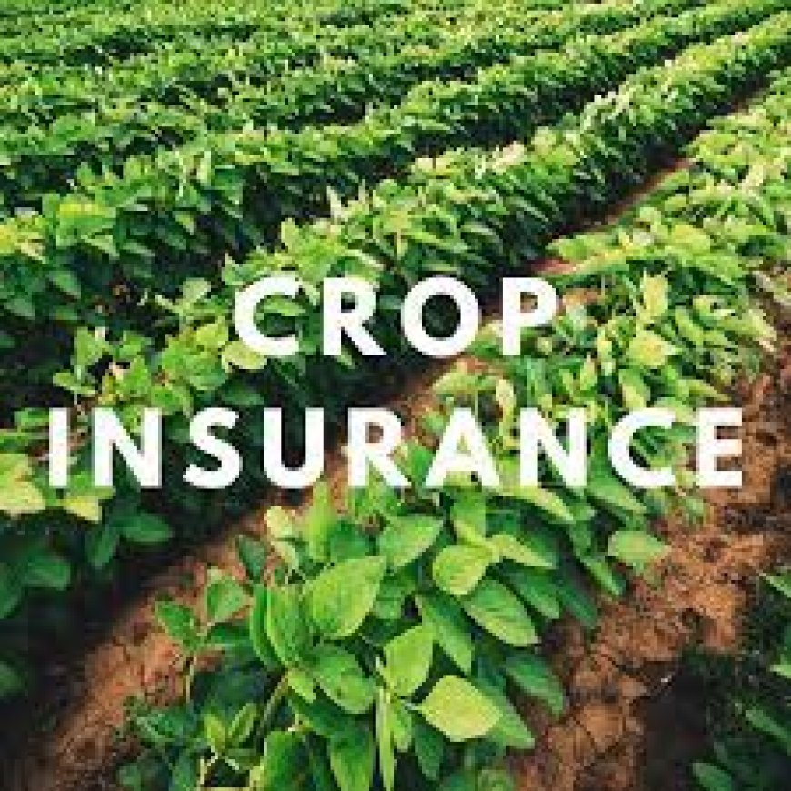 Protect Your Harvest, Protect Your Future: The Ultimate Guide to Crop Insurance in Pakistan"