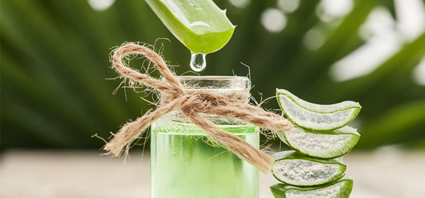 Tips for Choosing the Best Aloe Vera Extract Manufacturers