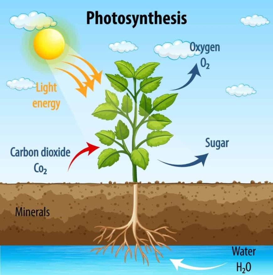 What is Photosynthesis? - Unveiling Nature's Green Alchemy