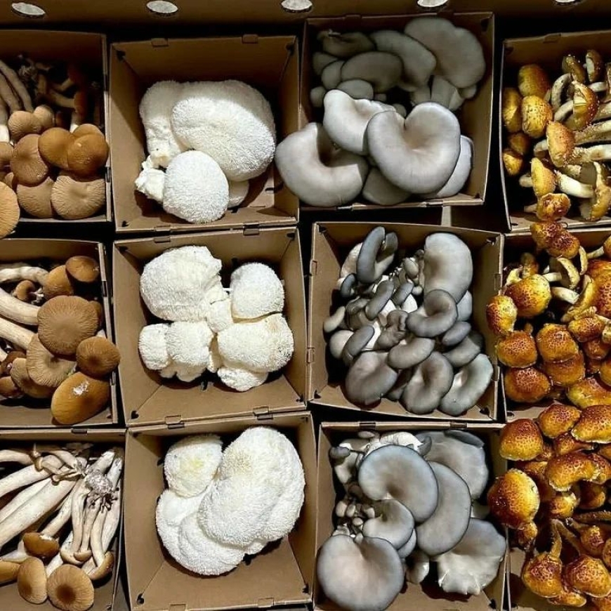 Buy magic mushrooms, Buy microdose capsules, Buy mushroom edibles, Buy mushroom grow kits and mushroom powder in Bend Oregon.
