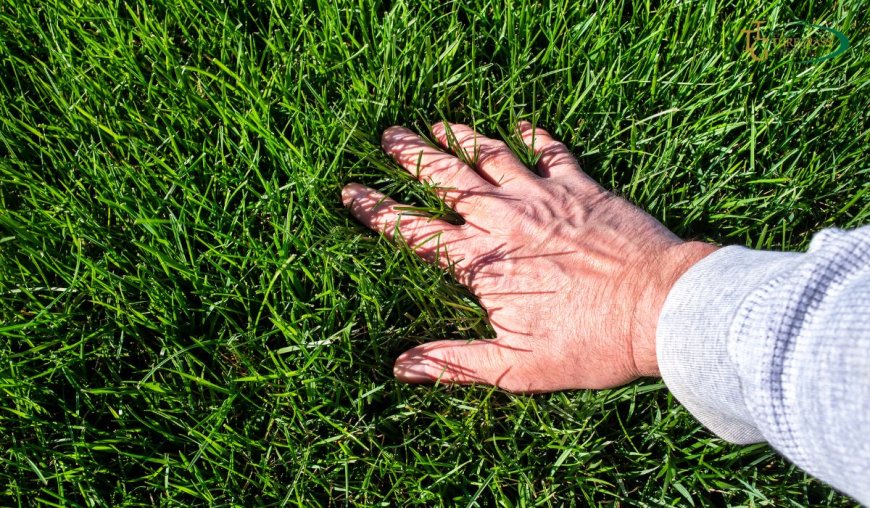 The Environmental Benefits of a Healthy Lawn: 4 Reasons Why It Matters