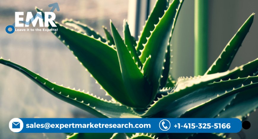 Global Aloe Vera Market To Be Driven By Demand From Therapeutic Properties Of Aloe Vera In The Forecast Period Of 2023-2028