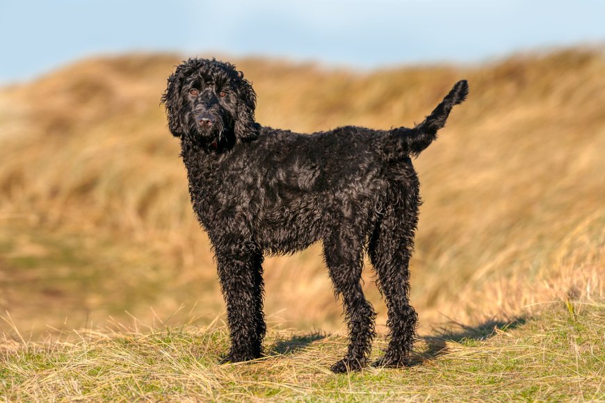 The Art of Responsible Labradoodle Breeding A Guide to Ethical Practices and Standards