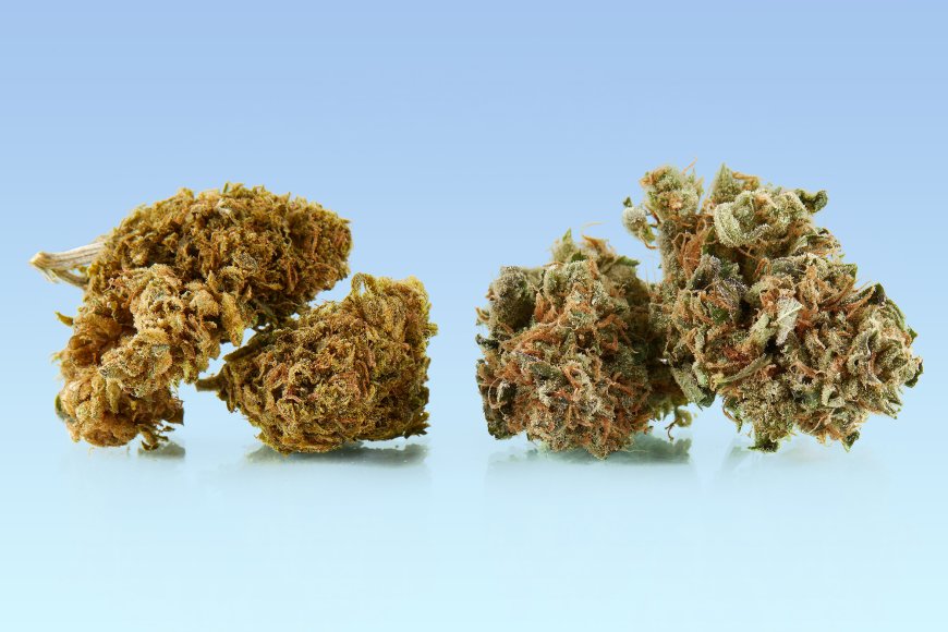 Discover the Best Weed Dispensary in DC: A Gateway to Quality Cannabis Products