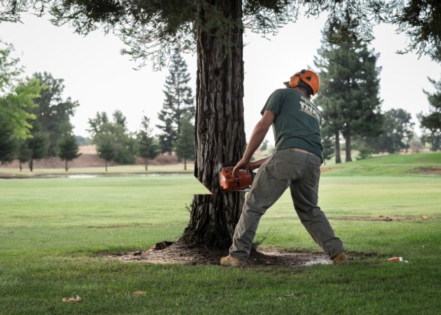 Strathcona County Tree Specialists Professional Tree Service at Affordable Prices