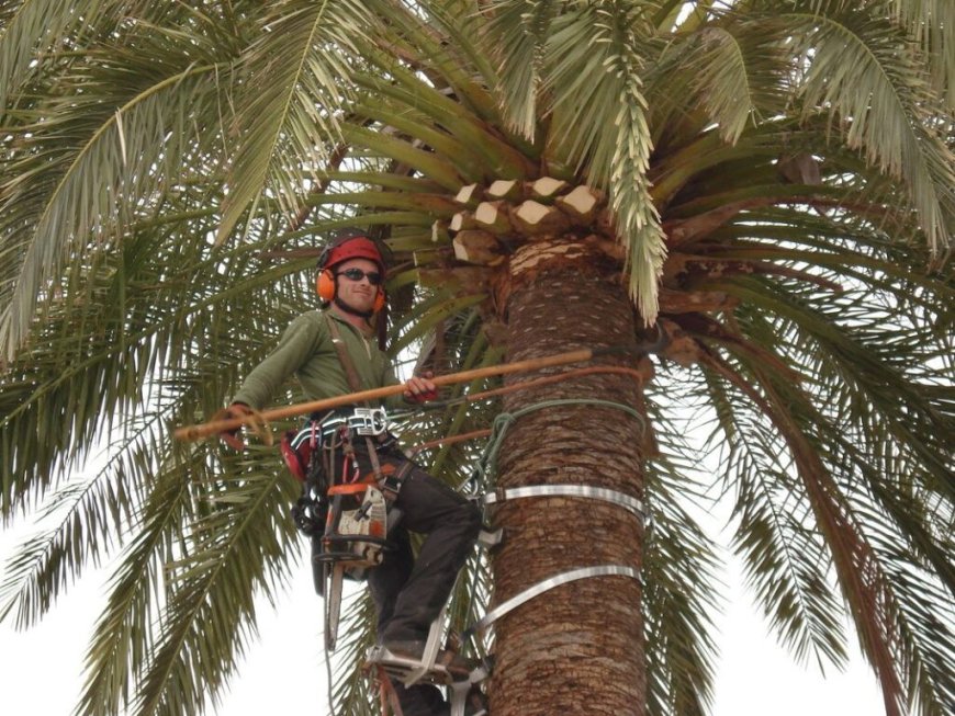 Daytona Beach Tree Service Your Trusted Arborists for Expert Tree Care