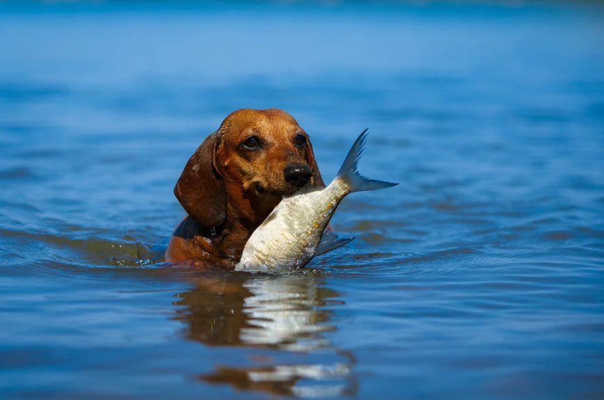 Fishing for Answers: The Benefits of Fish-Based Diets for Dogs