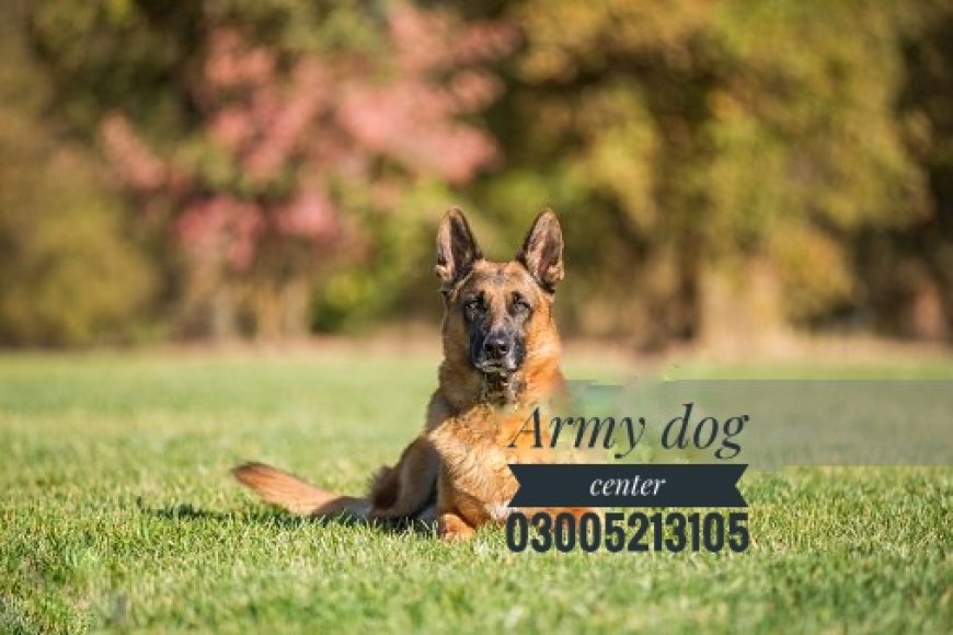 Unveiling the icons of the Army Dog Center