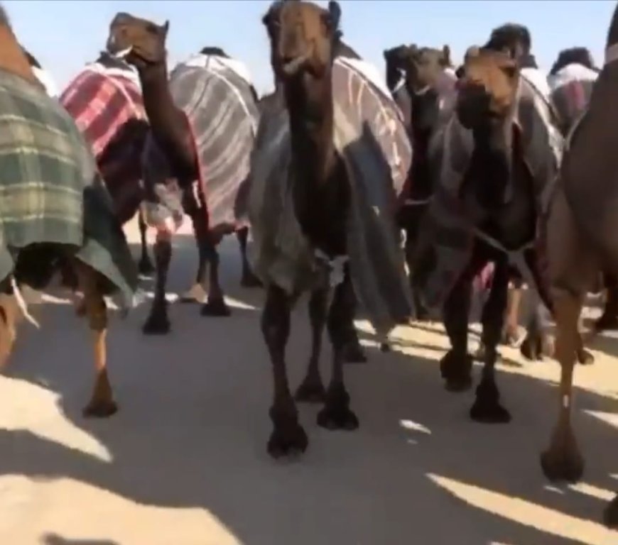 Desert Guardian: Sari Bin Bloosh's Compassionate Camel Expertise