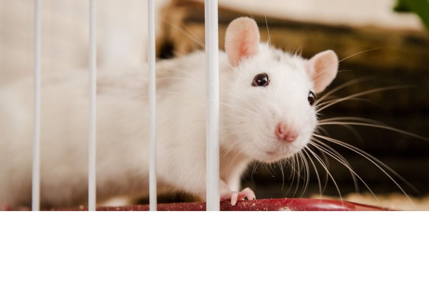 Amazing Tips to Get Rid of Rats in the House
