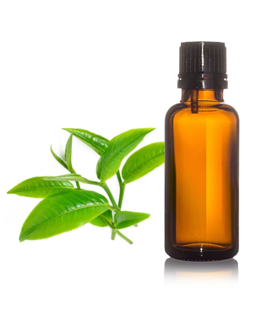 Tea Tree Oil Manufacturer Indonesia