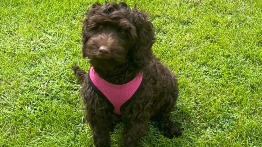 Why Do Australian Labradoodle Puppies Have Different Price Ranges?