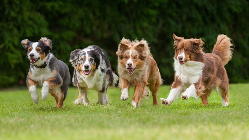 Australian Shepherd Border Collie Mix: A Perfect Blend of Intelligence and Companionship