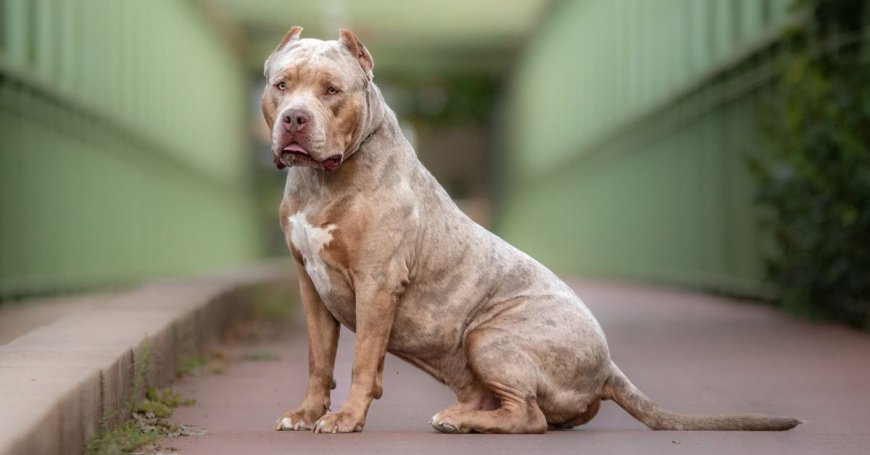 The Top 10 Reasons Why XL Bullies Make Great Pets