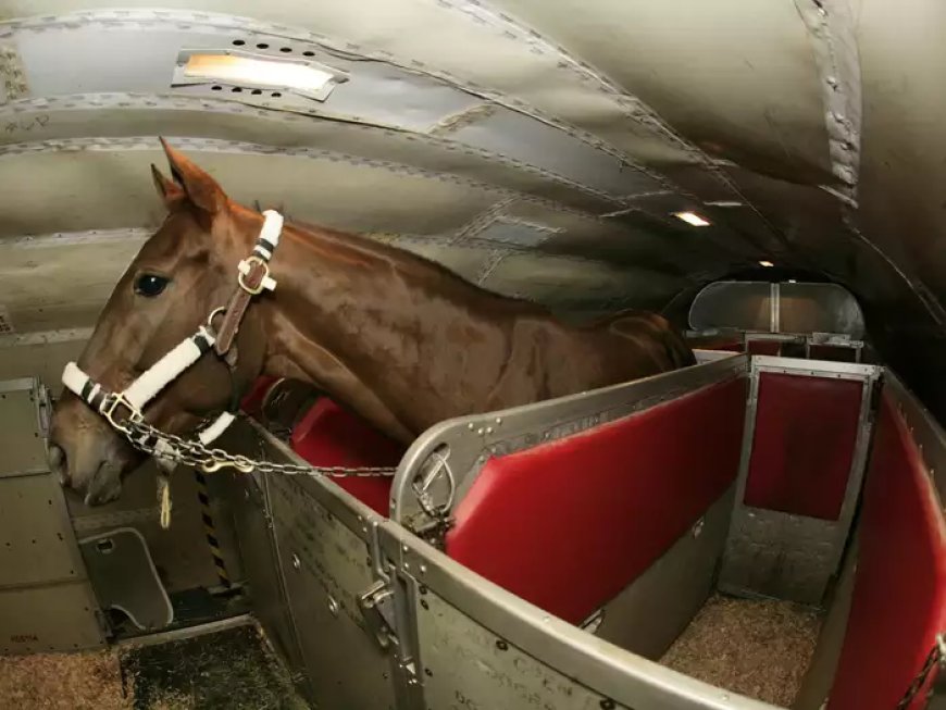 The Ultimate Guide to Specialized Equine Transportation: Rocking Y Ranch Leading the Way in Horse Trailering