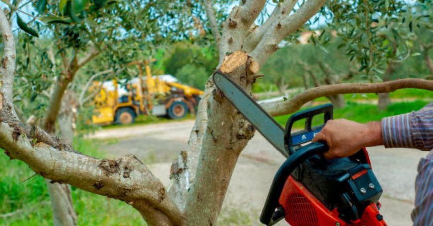 What to Look for When Hiring a County Tree Service