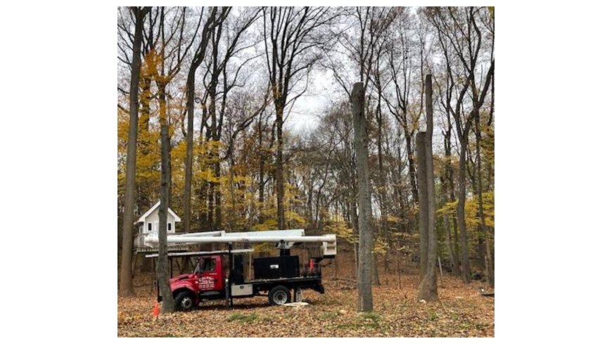 How Tree Trimming Services in Fairfield CT Enhance Curb Appeal