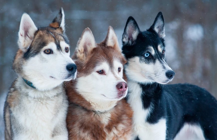 Types Of Huskies