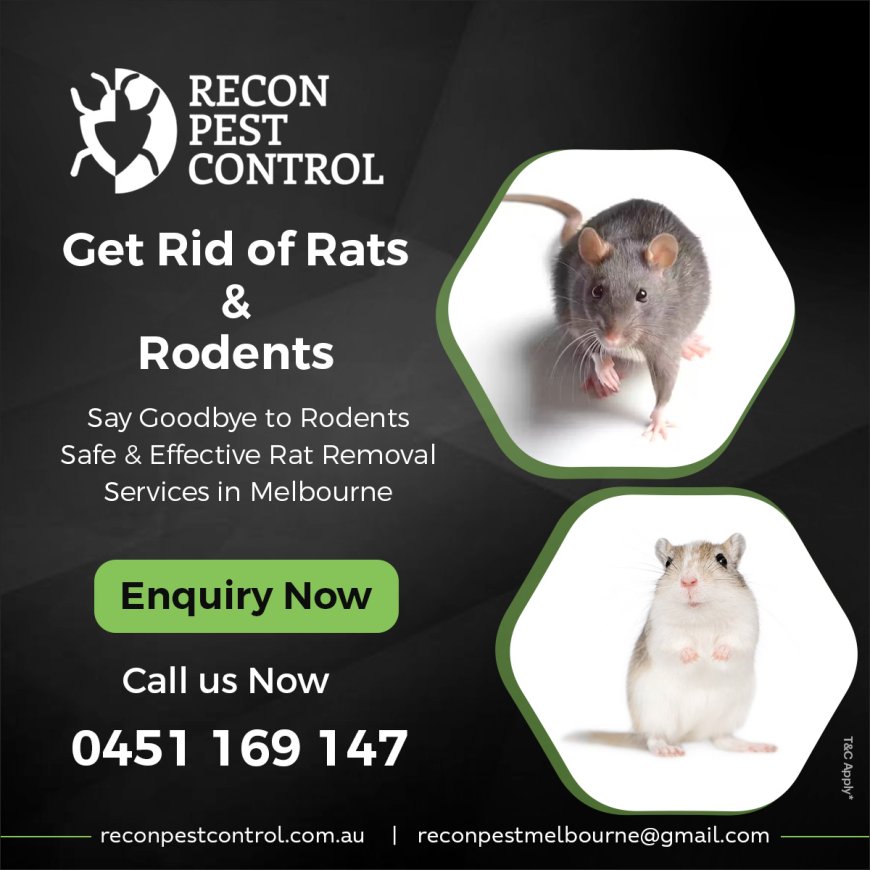 Rodent Control Solutions: Keeping Melbourne Homes and Businesses Pest-Free