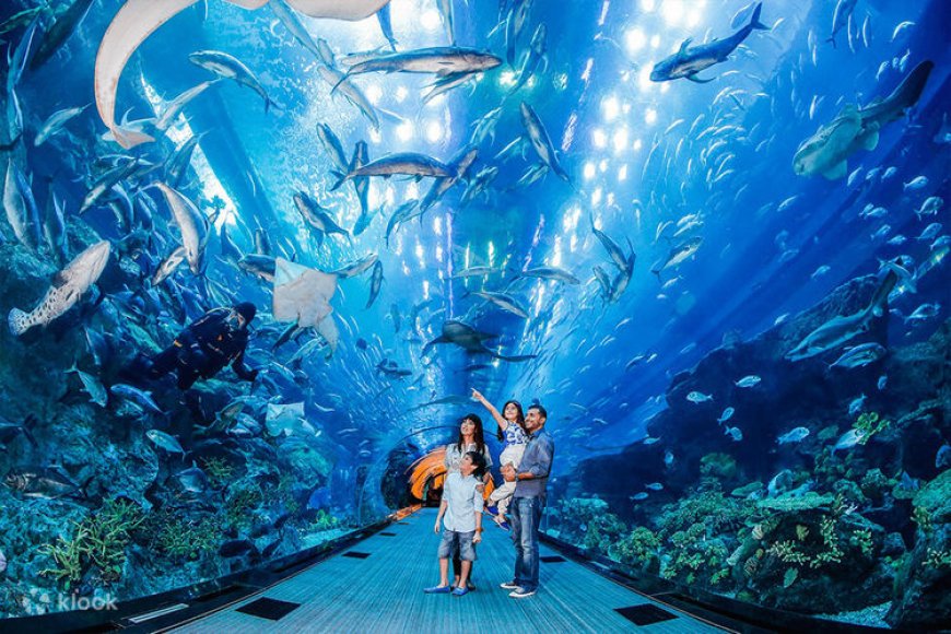 An Insight into the Famous Dubai Aquarium & Underwater Zoo