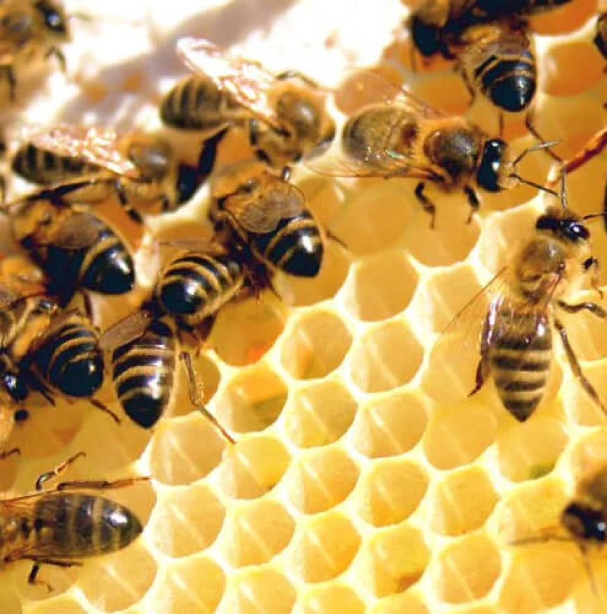 The Buzz of Tropical Honey: Tasting Hawaii’s Nectar