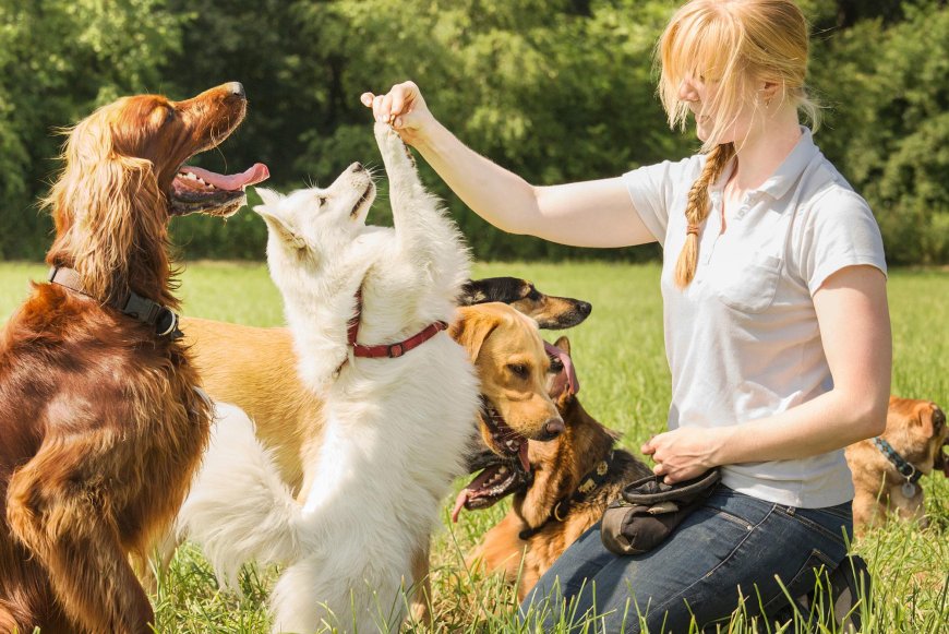 A Bark Heard Around The Park: How Dog Training Academy Helped Max Speak