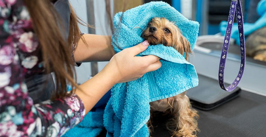 Which Coatings Work Best To Repel Dirt And Moisture From Your Pet's Coat?