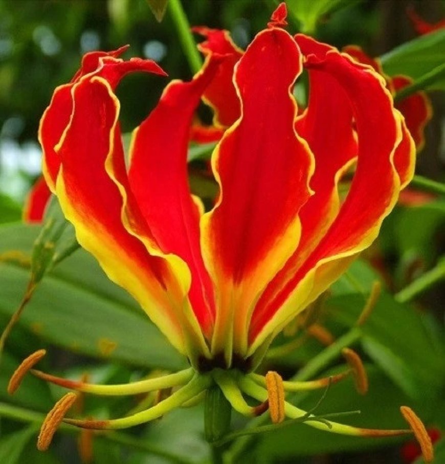 Gloriosa Superba Market is Expected to Gain Popularity Across the Globe by 2033