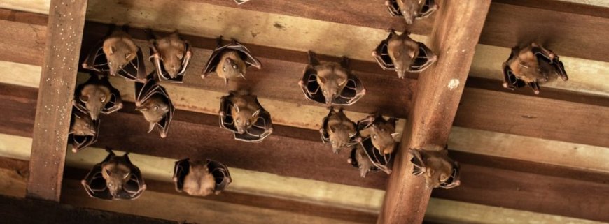 Reclaiming Your Home: A Guide to Effective Rat and Bat Removal