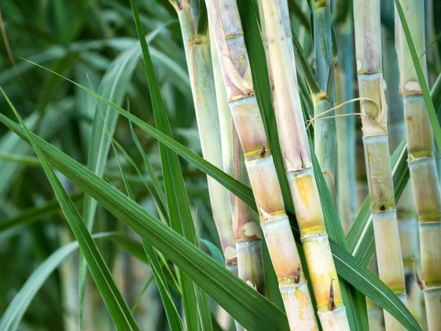 Mastering Sugarcane Farming in India : Essential Tips & Tools