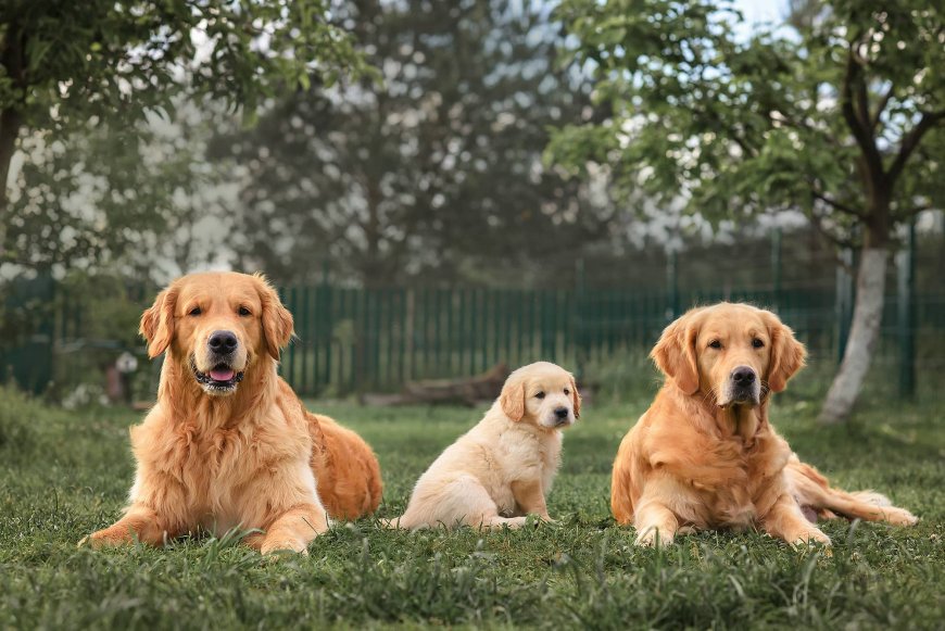 A Guide to Living with Golden Retriever Puppies: Tips and Advice