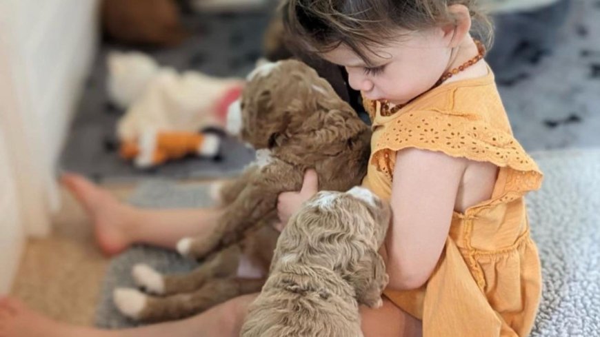 The Ultimate Guide to Goldendoodle Puppies: Everything You Need to Know Before Bringing One Home