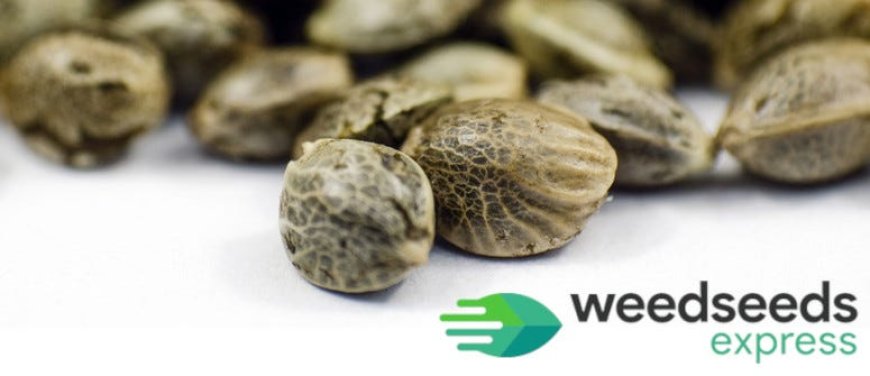 Unleash Your Cannabis Growing Potential with Weedseedsexpress