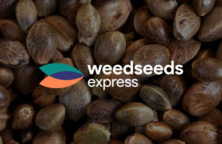 Explore Our Diverse Selection of Premium Cannabis Seeds at Weedseedsexpress
