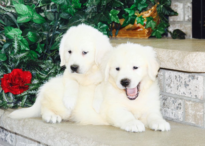 English Golden Retriever Puppies in Indiana: Your Perfect Companion Awaits!