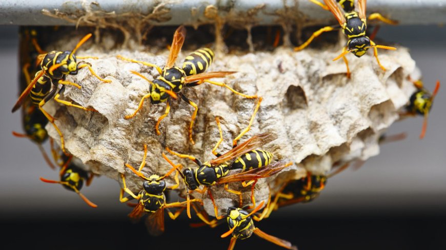 How Professional Wasp Exterminators Remove Nests Safely