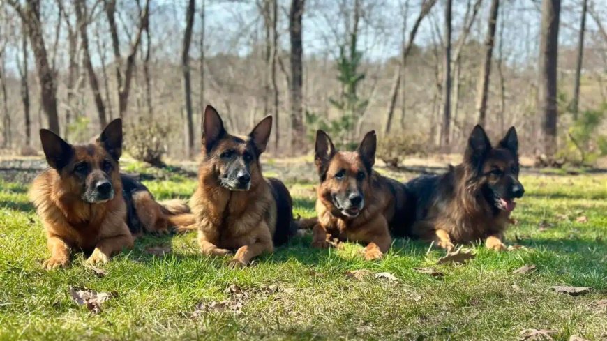 How to Connect with Your Ideal German Shepherd Breeder