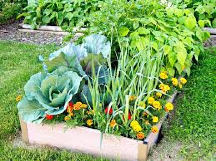 Top 10 Easy-to-Grow Vegetable Plants You Can Find at Your Local Nursery