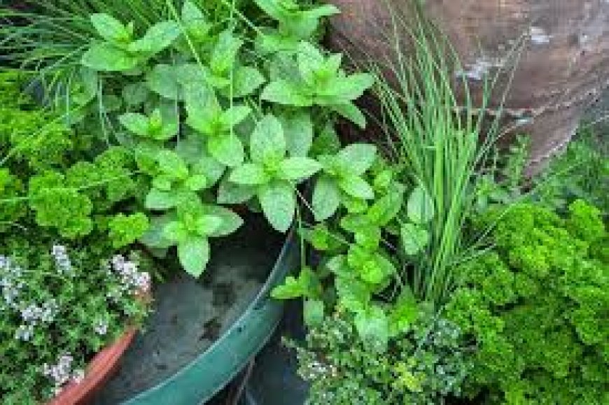 Choosing the Best Herb Seedlings and Vegetable Plants for Your Garden: A Comprehensive Guide