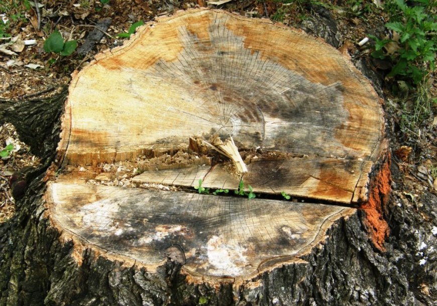 Tree Stump Problems in Roanoke? Here's How to Remove Them
