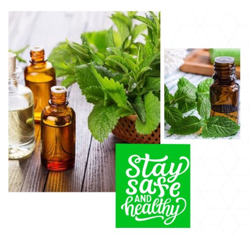 What Is The Production Process Of Spearmint Oil And Benefits Of This Oil