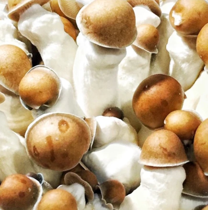 Your One-Stop Spore Shop: Exploring the Best Mushroom Spores Online