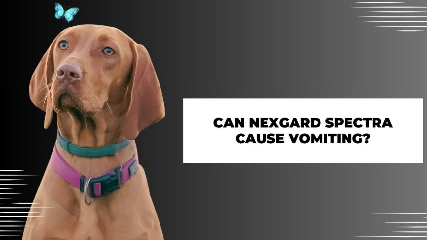 Can nexgard spectra cause vomiting?