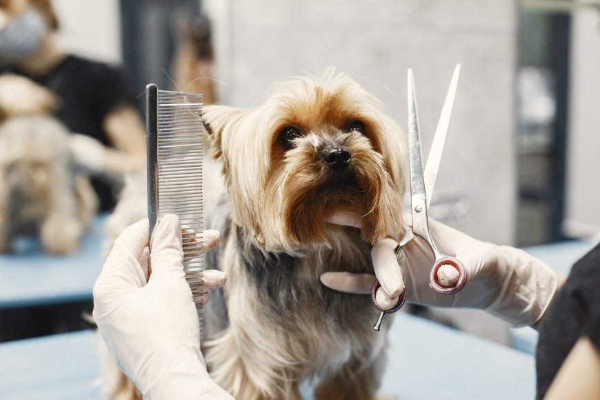 How To Increase Your Customer Experience In Your Pet Grooming Business?